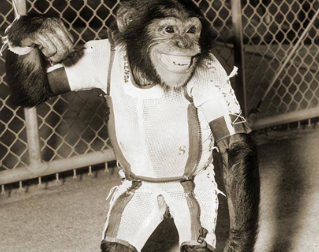 研究发现黑猩猩也会因观众在场而影响认知表现