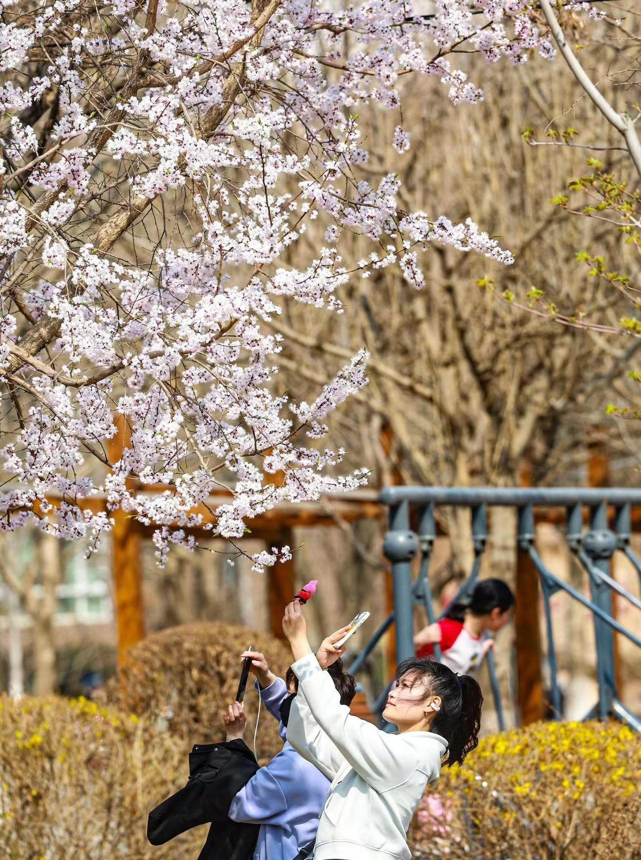 第41次南极考察丨“雪龙兄弟”抵达南极中山站 即将开展卸货作业