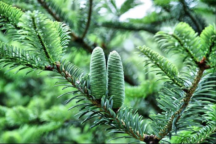 科研人员对极危植物苍背木莲实施野外回归