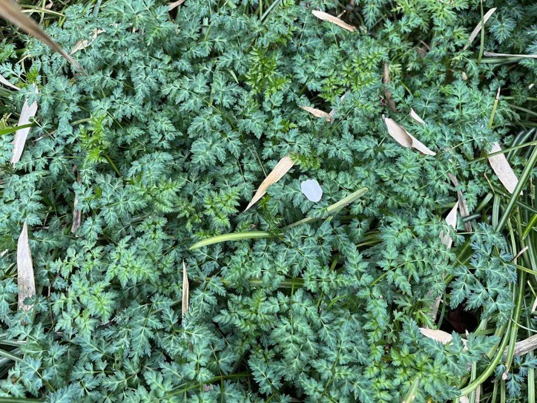 科研人员对极危植物苍背木莲实施野外回归