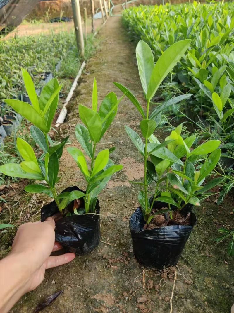 一品红：全资子公司瑞石制药取得药品生产许可证