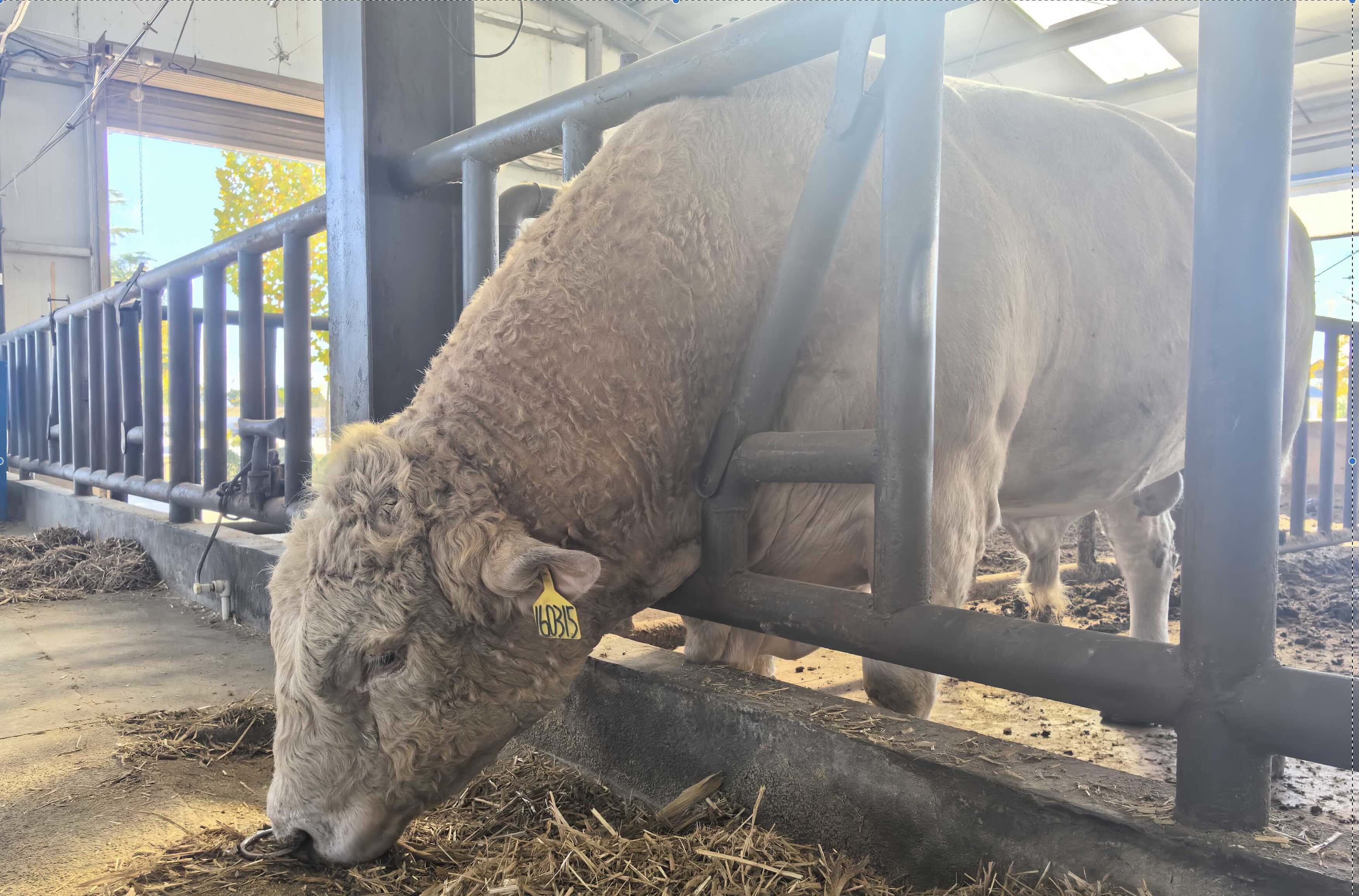 我国科学家成功克隆牦牛