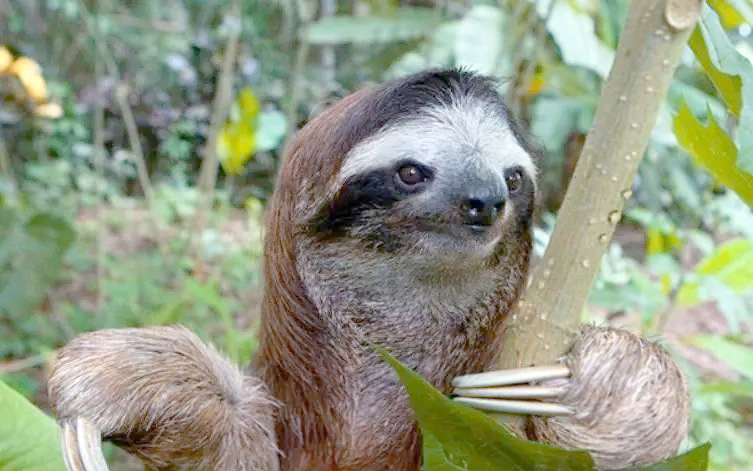 科普｜新研究：灵长类动物中并非总是雄性“说了算”