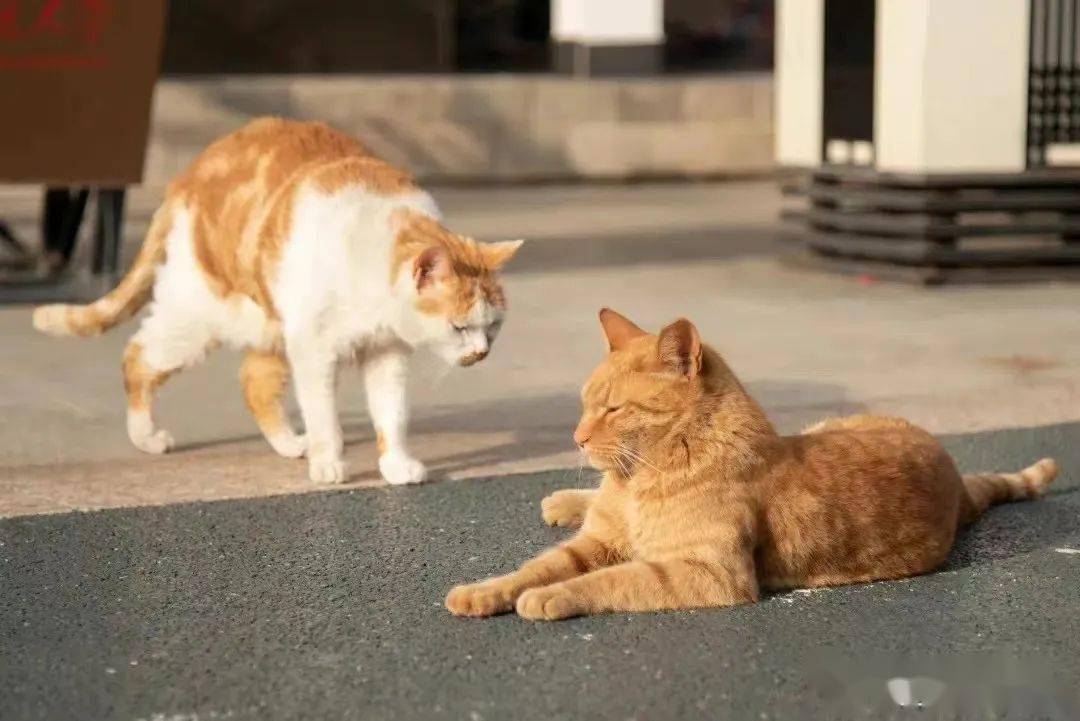 动物疫苗概念下跌0.96%，主力资金净流出12股