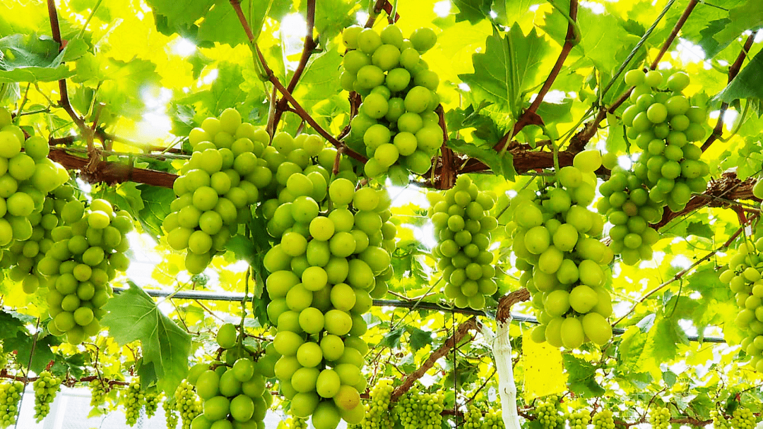 核筑匠心 绿满沽源——沽源铀业绘就绿色矿山高质量发展新画卷