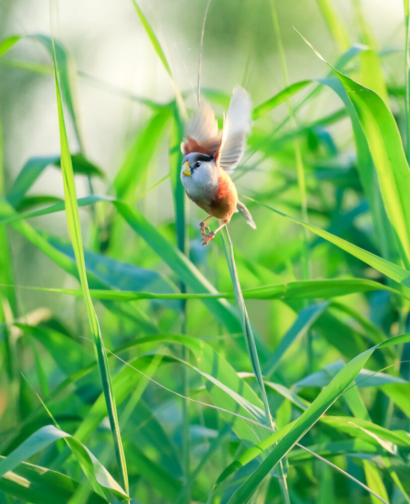 立方风控鸟·晚报（4月29日）