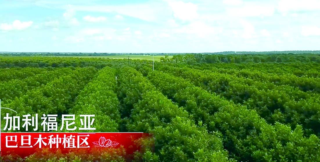 洽洽食品：公司葵花籽原料境外直采占比很小