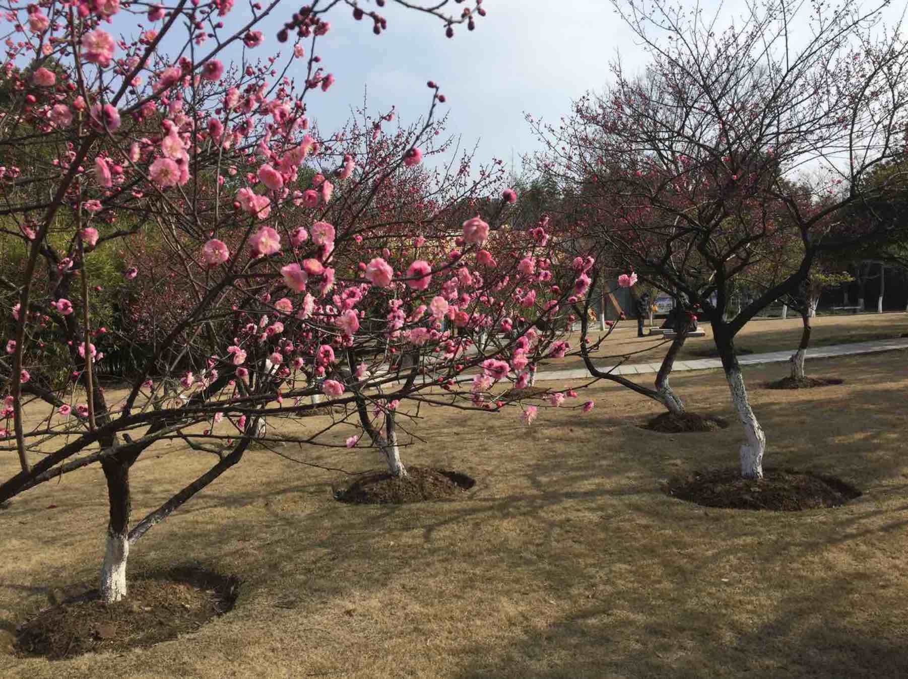 5月14日花王股份涨停：园林，新型城镇化，PPP概念热股